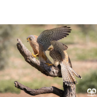 خانواده شاهینیان Falconidae